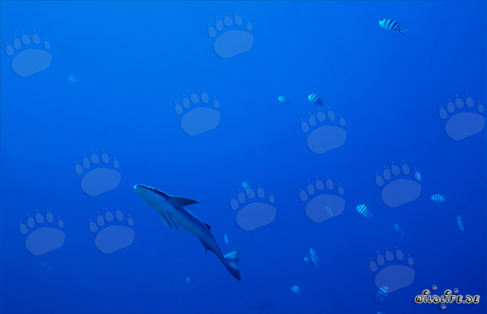 Fascinating Sharksucker in Shark Reef, Beqa Lagoon, Fiji