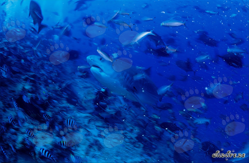 Requin tigre (Galeocerdo cuvier) nage majestueusement le long du récif