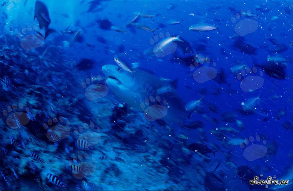 Tiger shark (Galeocerdo cuvier) swimming majestically along the reef wall