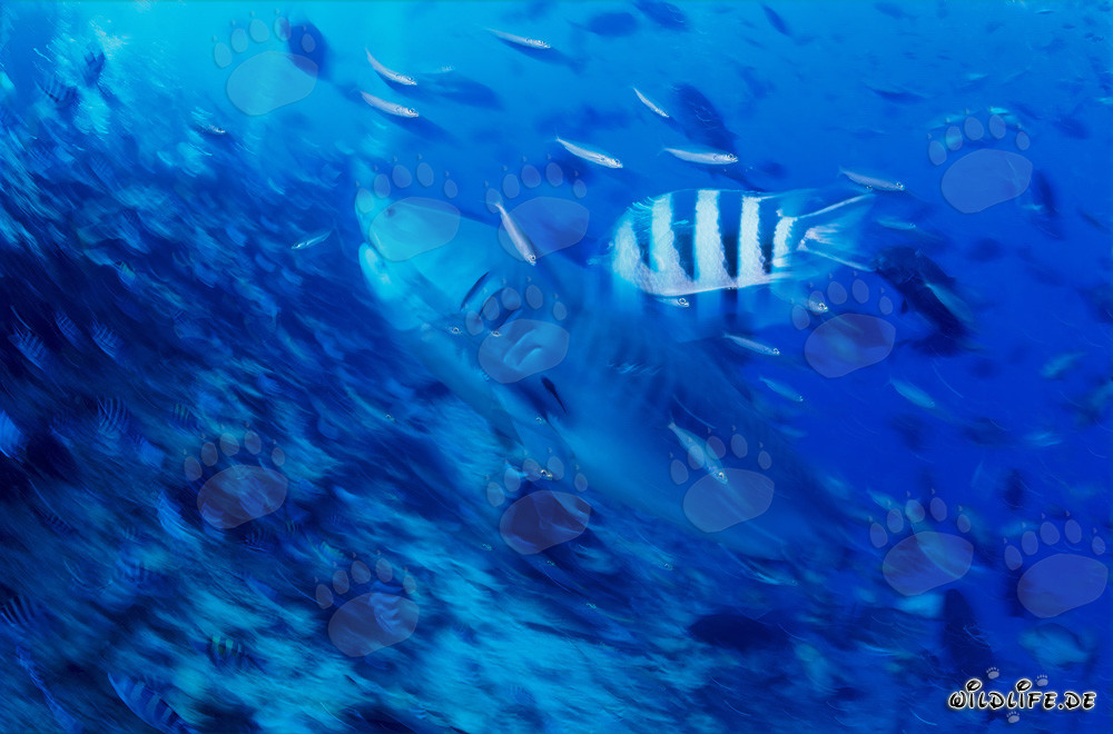 Requin-tigre impressionnant nage le long de la pente du récif