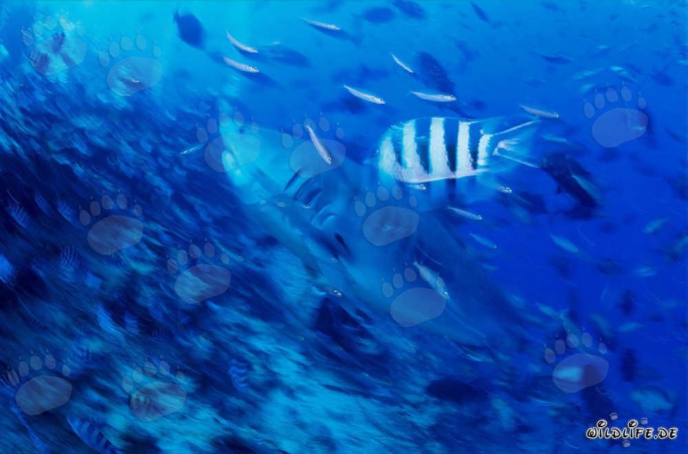 Imponente squalo tigre nuota lungo il pendio della barriera corallina