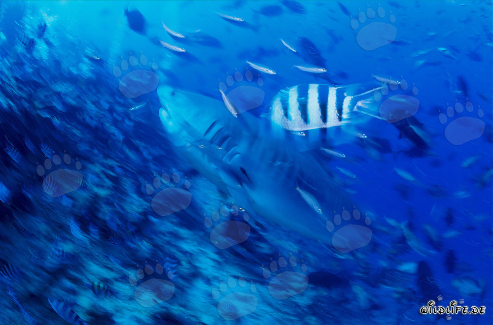 Impresionante tiburón tigre nada a lo largo del declive del arrecife