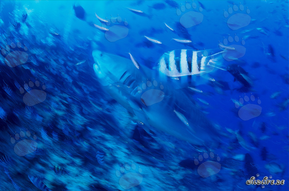 Imposanter Tigerhai schwimmt am Riffabhang entlang