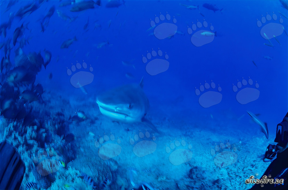 Impressionnant requin tigre (Galeocerdo cuvier) nage majestueusement dans la mer bleue