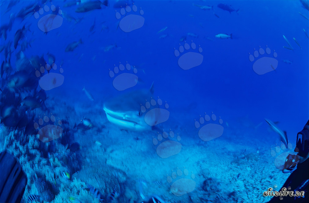 Imponente squalo tigre (Galeocerdo cuvier) nuota maestosamente nel mare blu