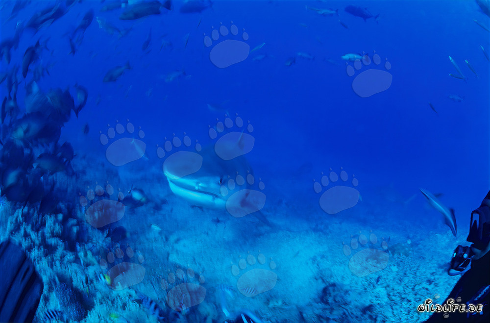 Imposanter Tigerhai (Galeocerdo cuvier) schwimmt majestätisch durch das blaue Meer