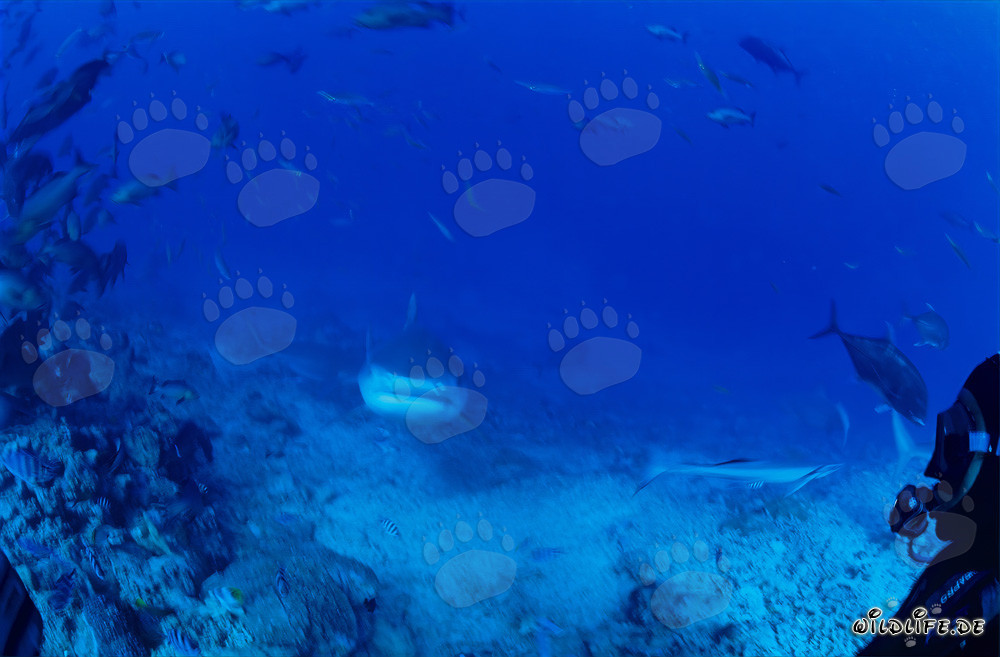 Requin-tigre nage majestueusement dans les eaux turquoise du récif