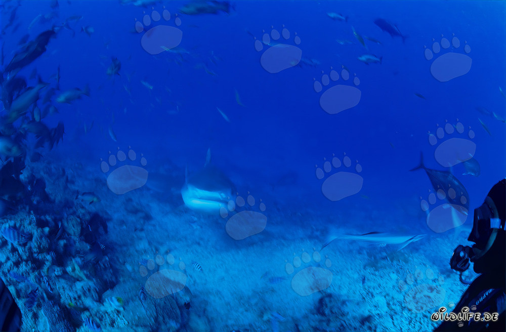 Tiger shark gracefully swims through the turquoise waters of the reef
