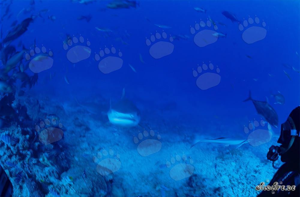 Tigerhai schwimmt majestätisch durch das türkisblaue Wasser des Riffs