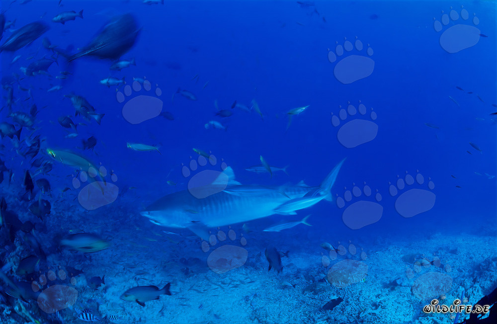 Grand requin tigre nage majestueusement le long du récif