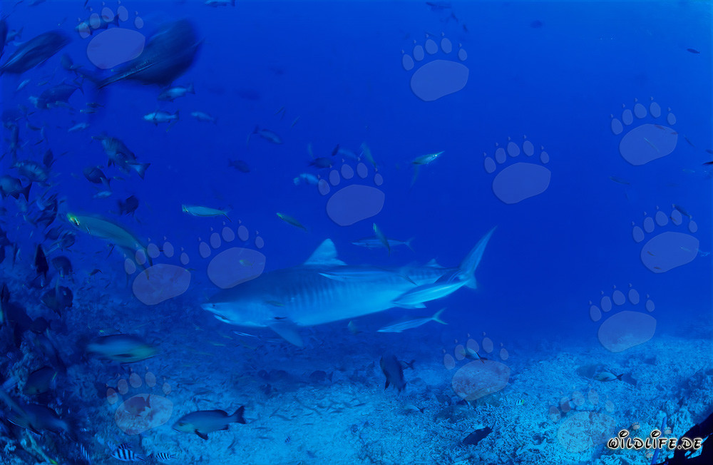 Imponente squalo tigre nuota maestosamente lungo la barriera corallina