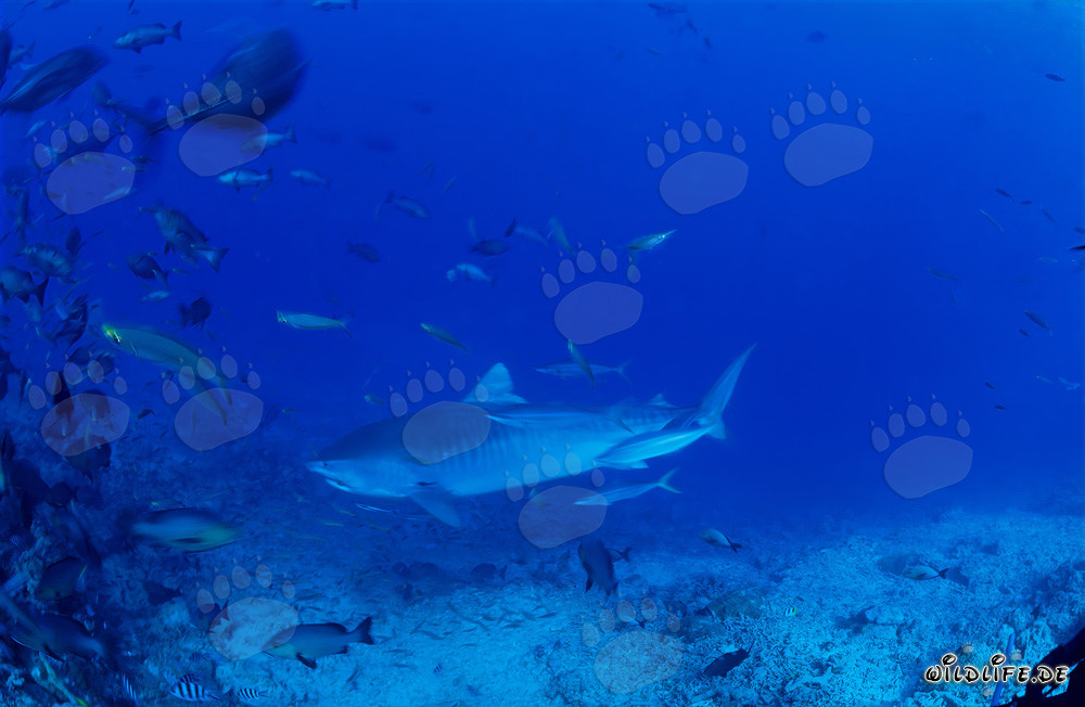 Impresionante tiburón tigre nada majestuosamente a lo largo del arrecife