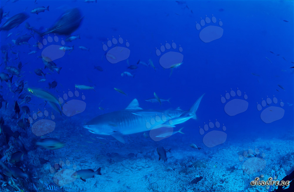 Impressive tiger shark majestically swims along the reef