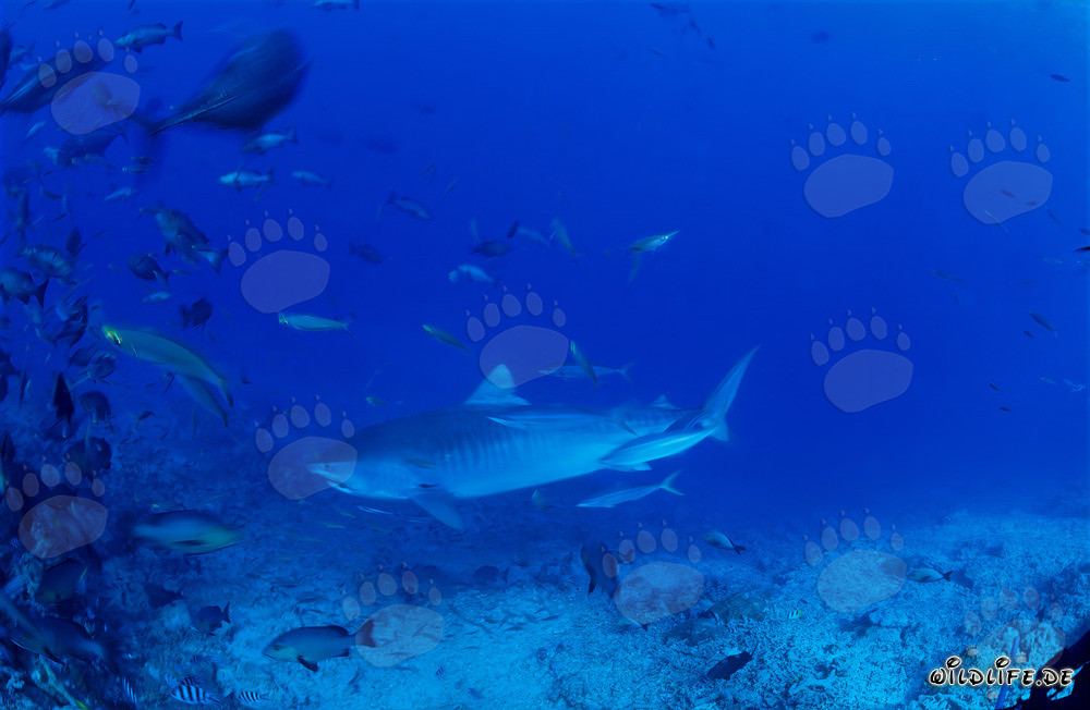 Imposanter Tigerhai schwimmt majestätisch am Riff entlang