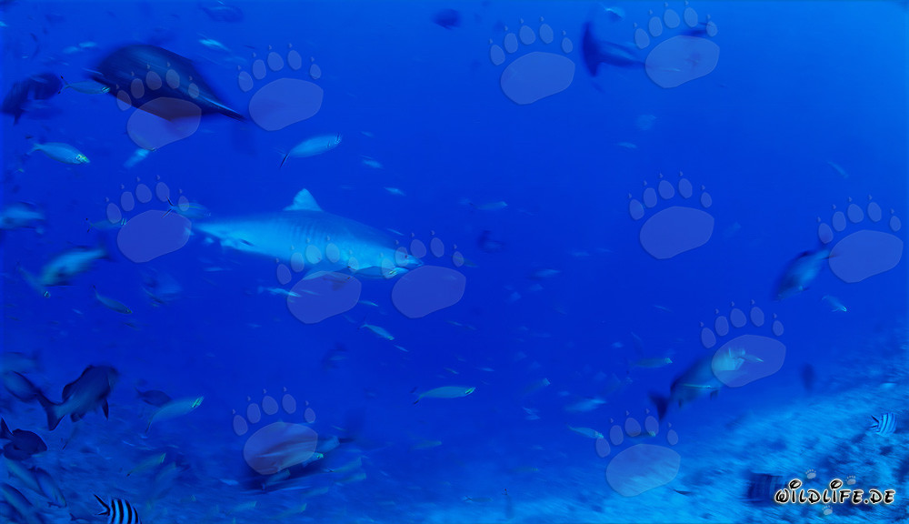 Impressionnant requin tigre nage devant un récif époustouflant