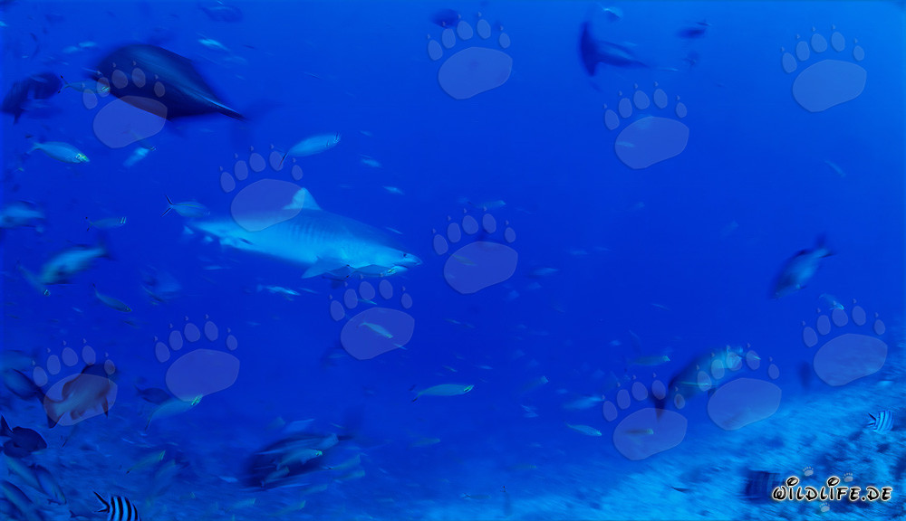 Imponente squalo tigre nuota davanti a un reef mozzafiato