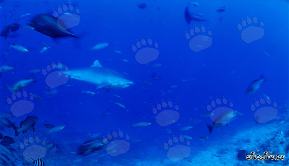 Impresionante tiburón tigre nada frente a un arrecife impresionante