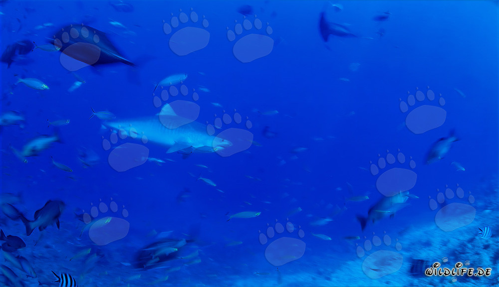 Imposanter Tigerhai schwimmt vor atemberaubendem Riff