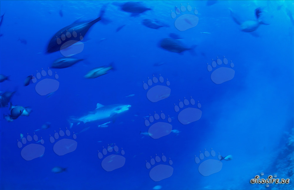 Requin tigre - Majesté des océans