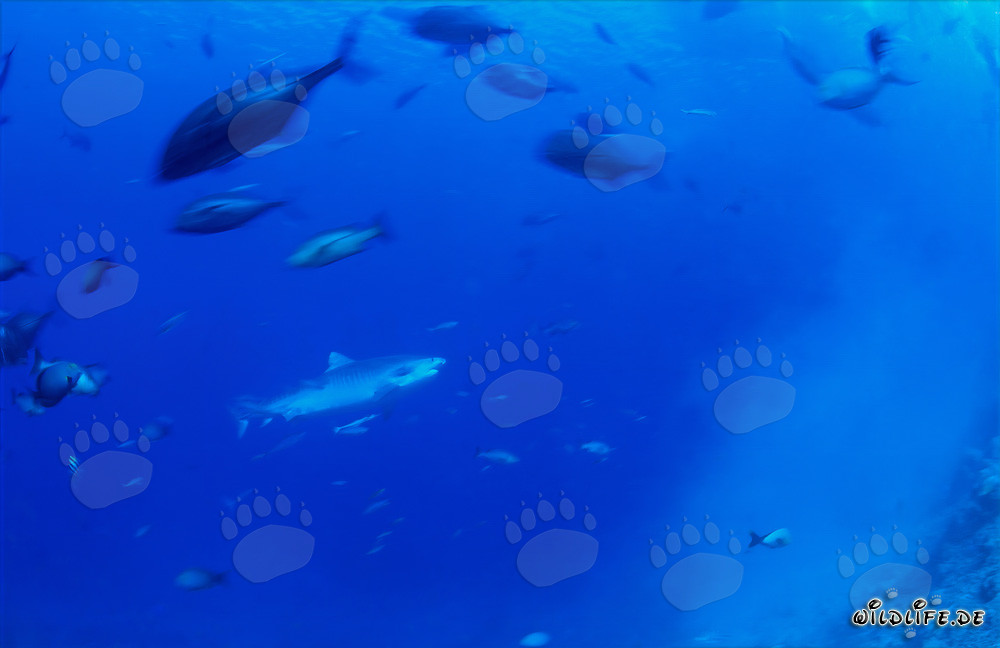 Tiger Shark - Majesty of the Ocean