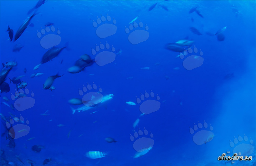 Imponente squalo tigre vicino alla barriera corallina