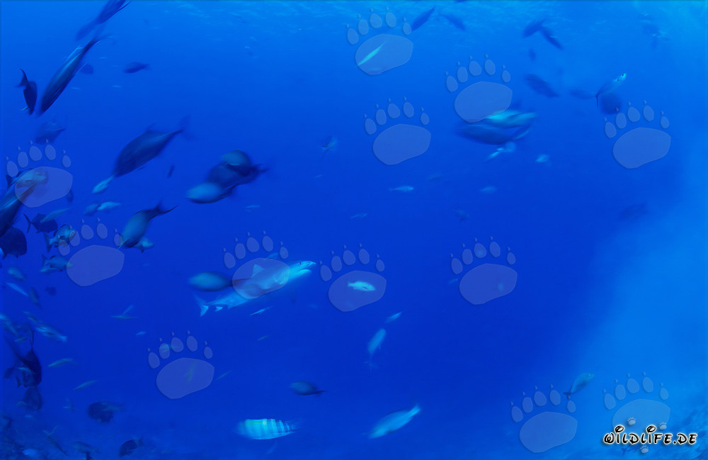 Impresionante tiburón tigre cerca del arrecife