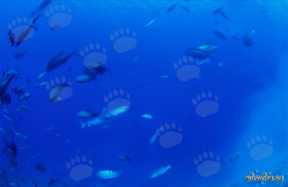 Impressive Tiger Shark Near the Reef