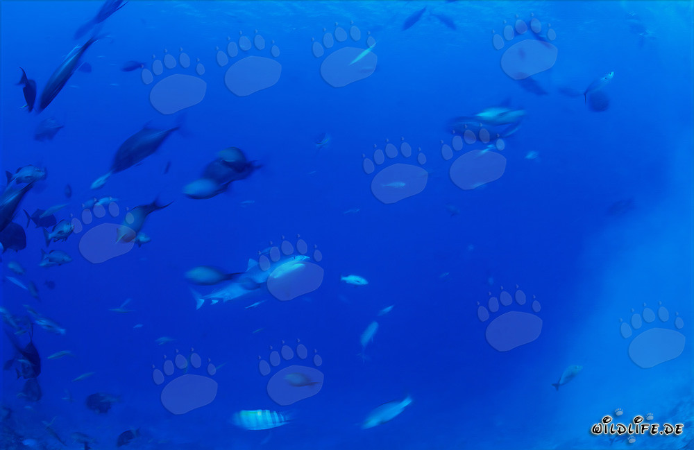 Imposanter Tigerhai in der Nähe des Riffs