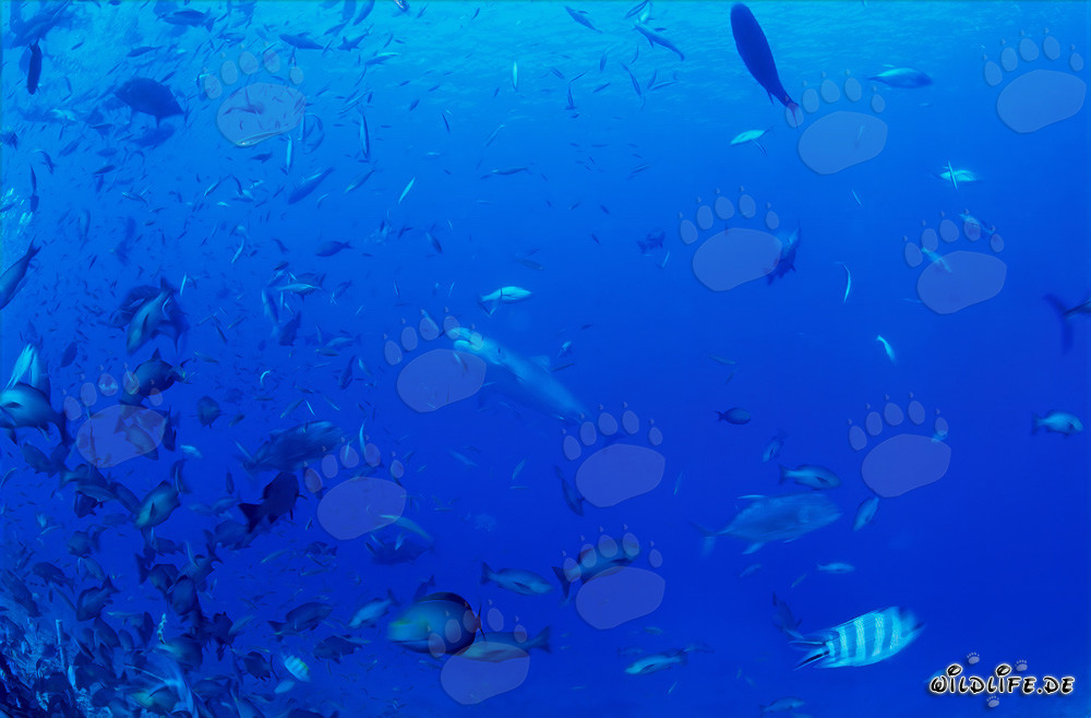 Requin-tigre impressionnant patrouille majestueusement devant le récif coloré