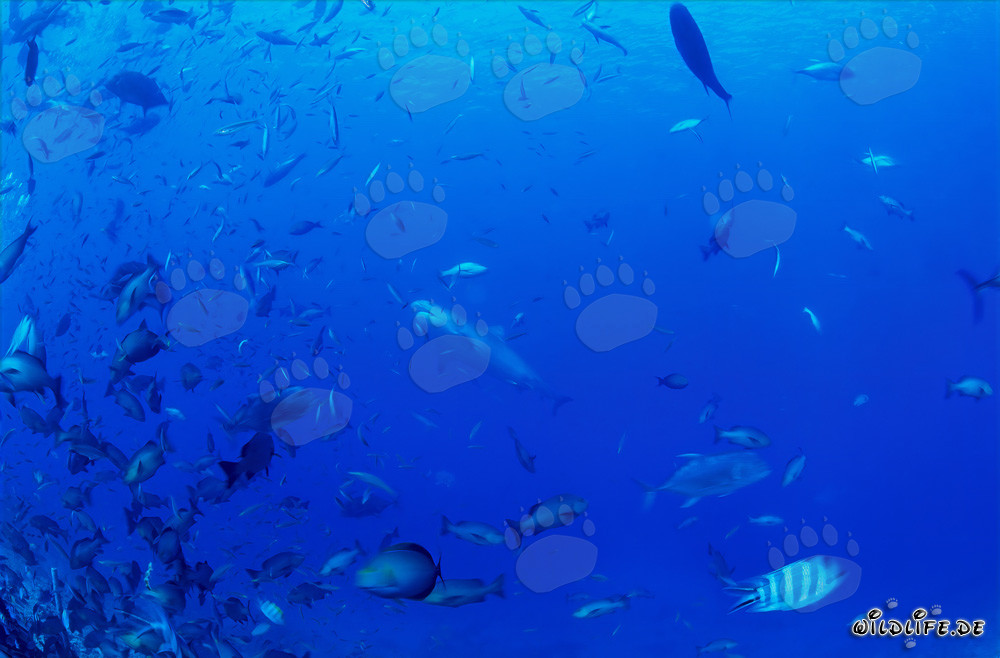 Imponente squalo tigre pattuglia maestosamente davanti alla colorata barriera corallina