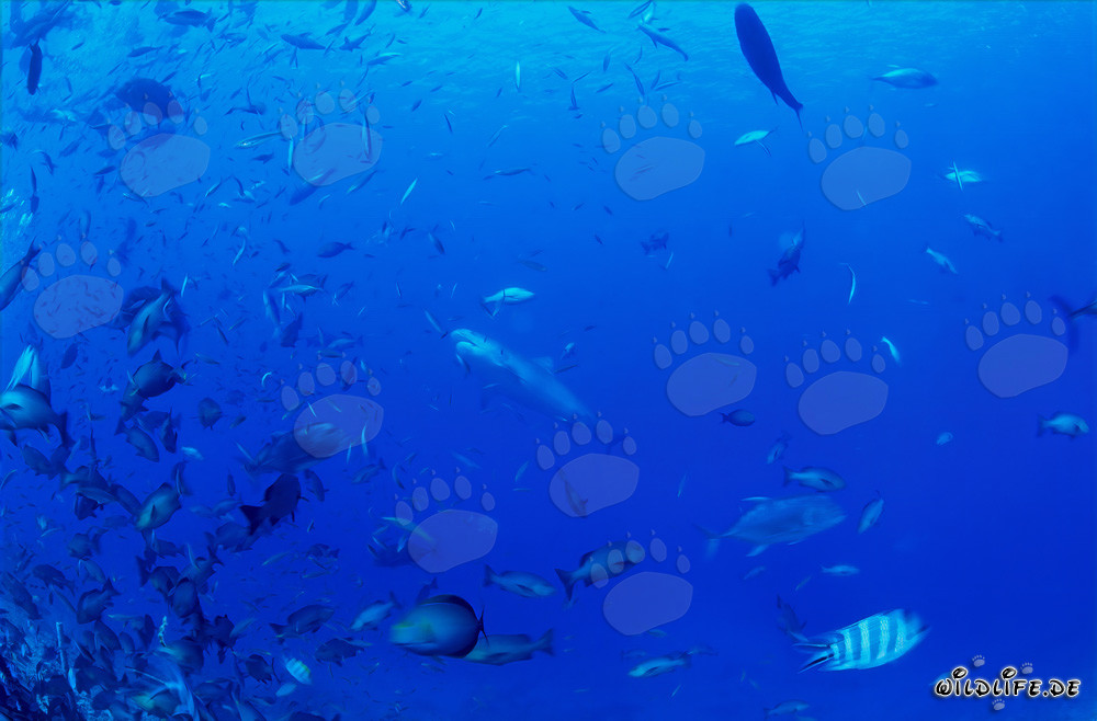 Impressive tiger shark majestically patrols in front of the colorful reef