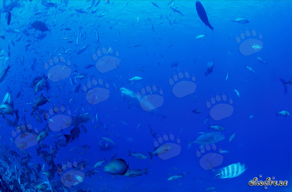 Imposanter Tigerhai patrouilliert majestätisch vor dem farbenfrohen Riff