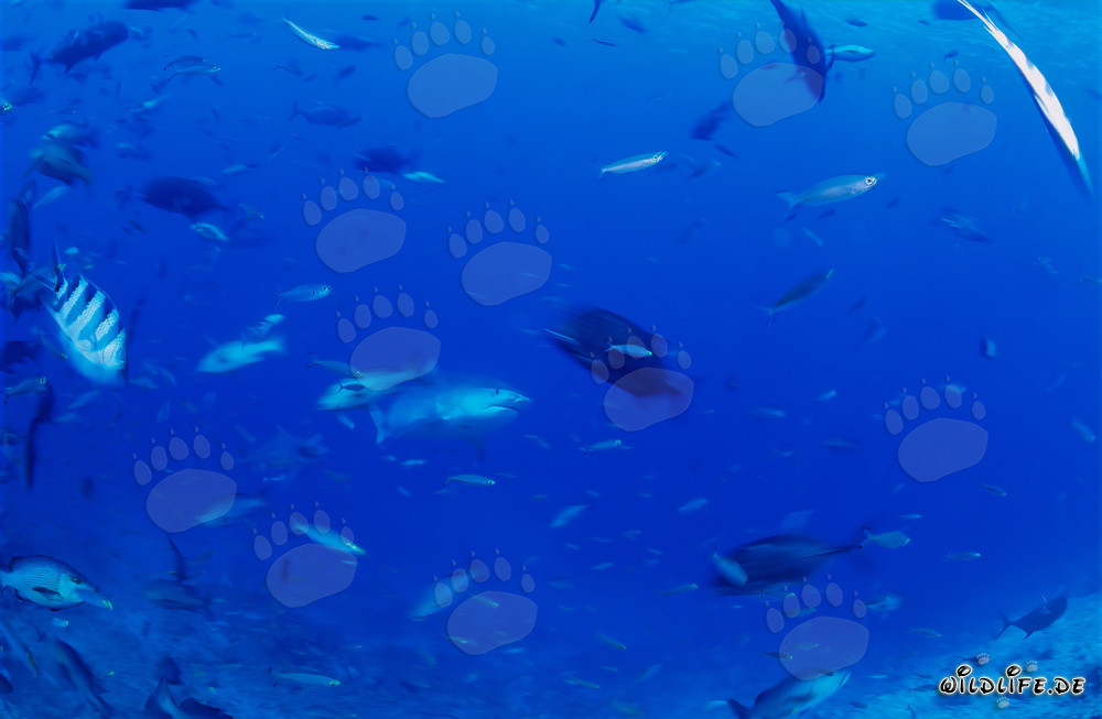 Imposant requin-tigre surgit des profondeurs de l'océan