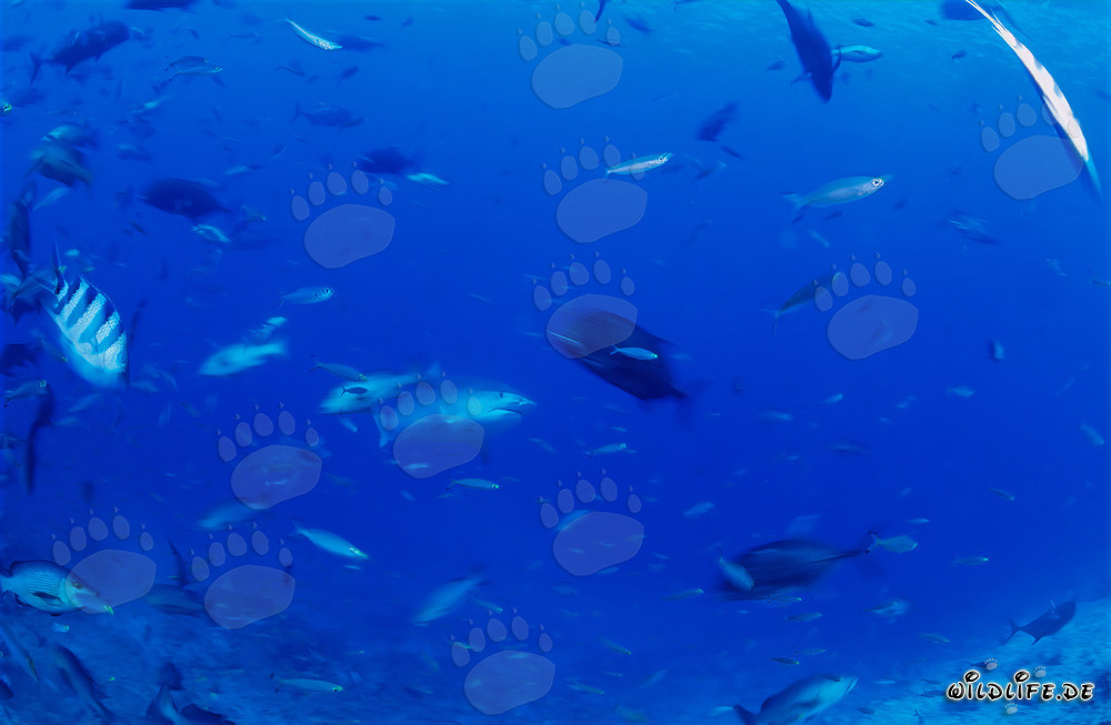 Imponente squalo tigre emerge dalle profondità dell'oceano