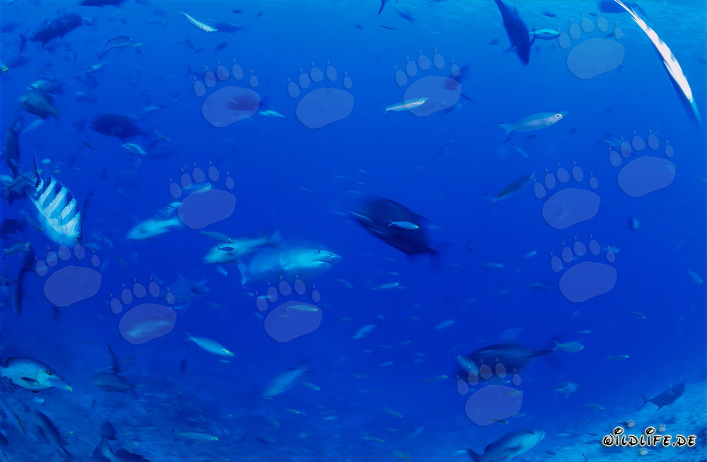 Imponente tiburón tigre emerge de las profundidades del océano