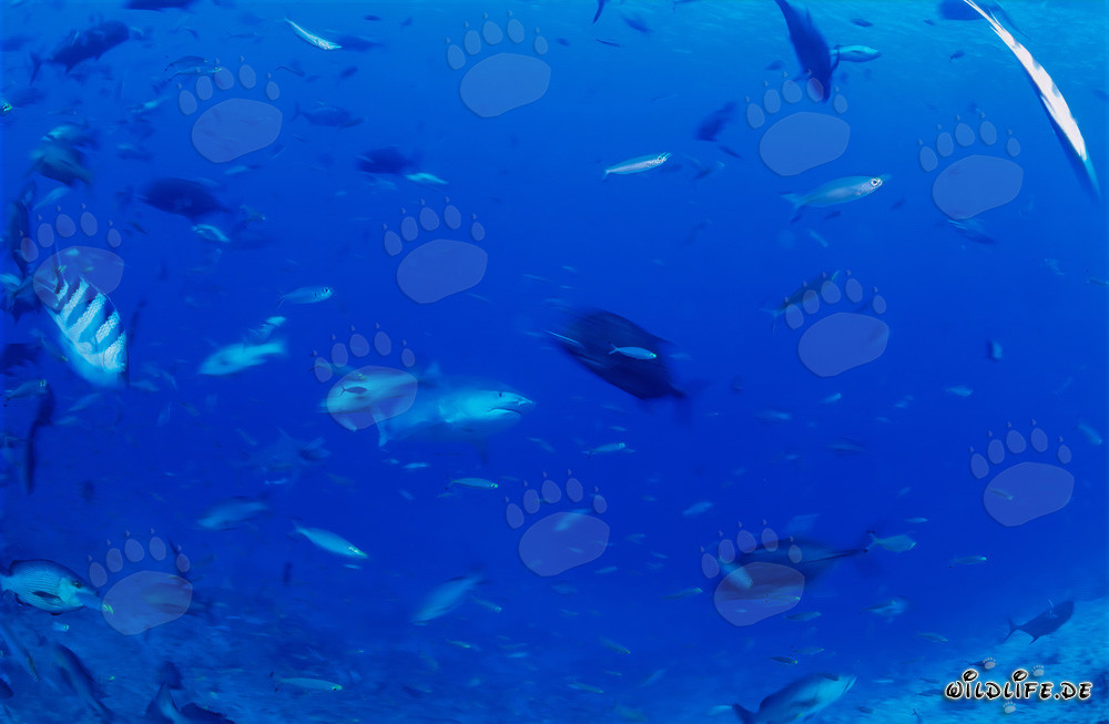 Impressive Tiger Shark Emerges from the Depths of the Ocean
