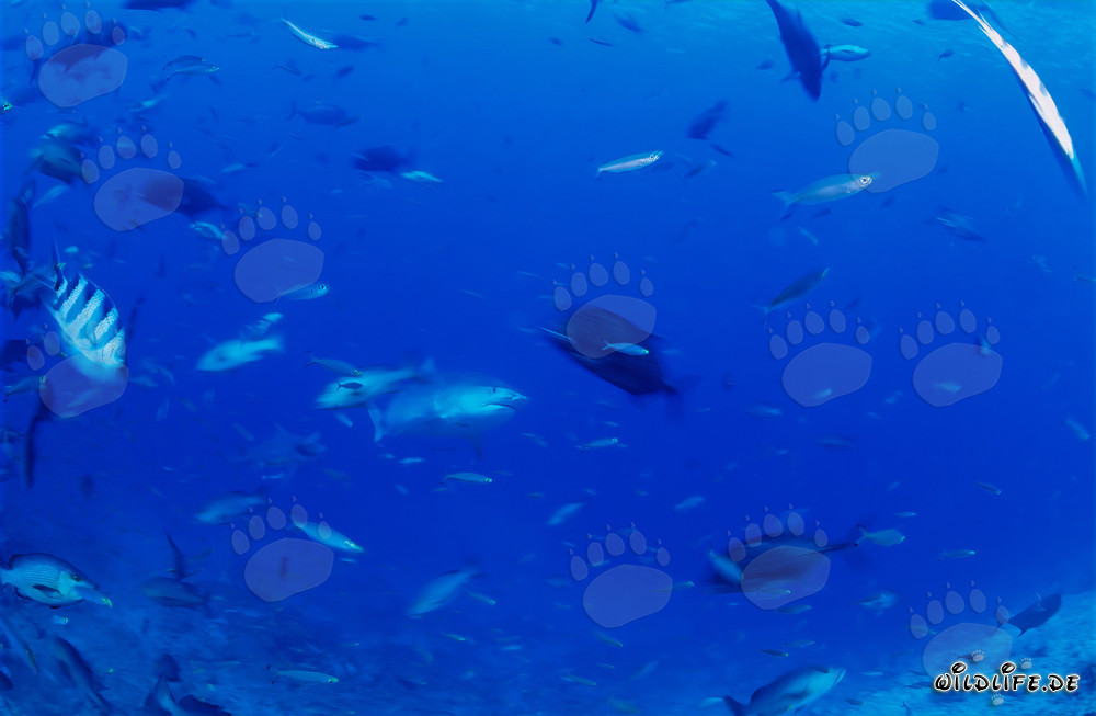 Imposanter Tigerhai taucht aus den Tiefen des Ozeans auf