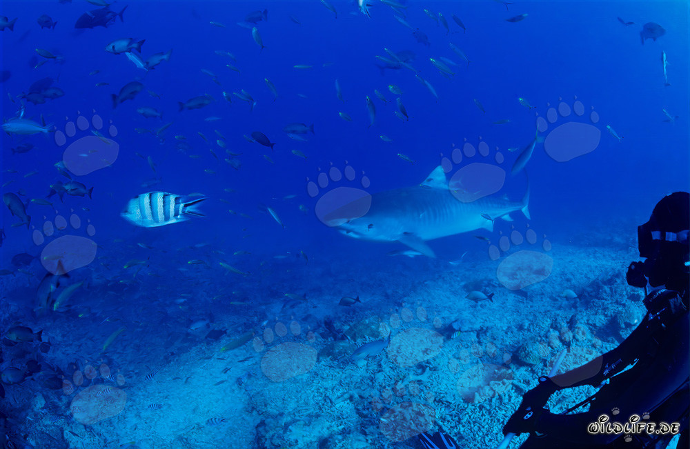 Requin tigre sur le récif