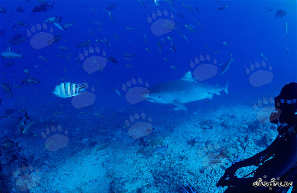 Squalo tigre sulla barriera corallina