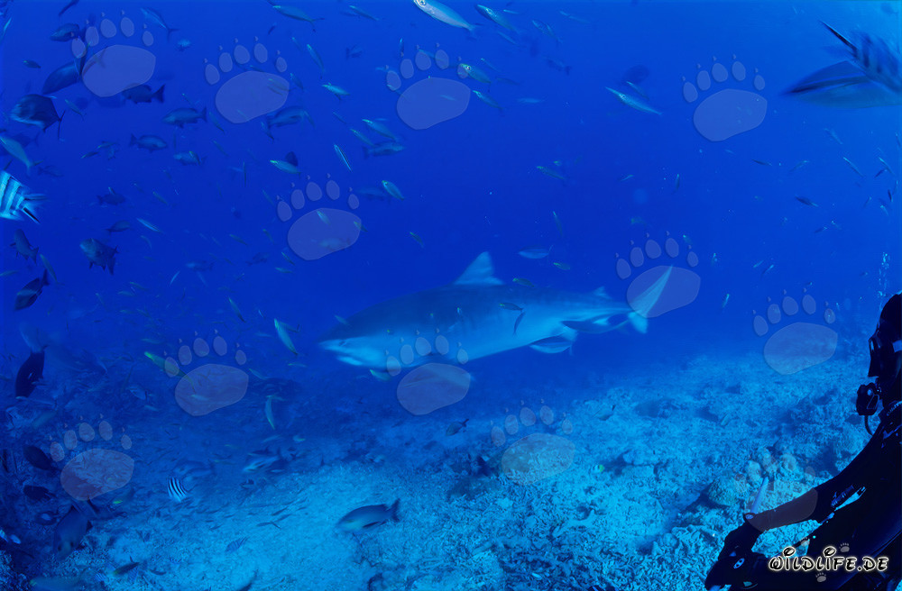 Grand requin-tigre impressionnant dans l'eau claire de la lagune Beqa à Fidji