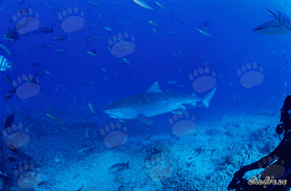 Impresionante tiburón tigre en las aguas claras de la laguna Beqa en Fiji