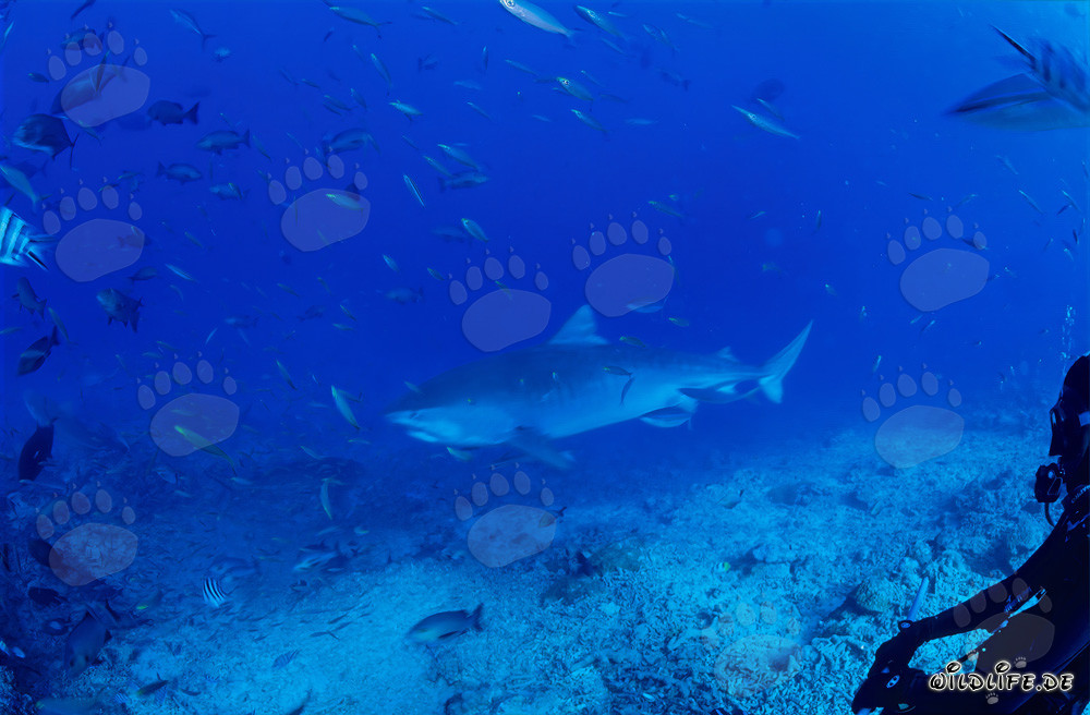 Impressive Tiger Shark in the Clear Ocean Waters off Beqa Lagoon in Fiji
