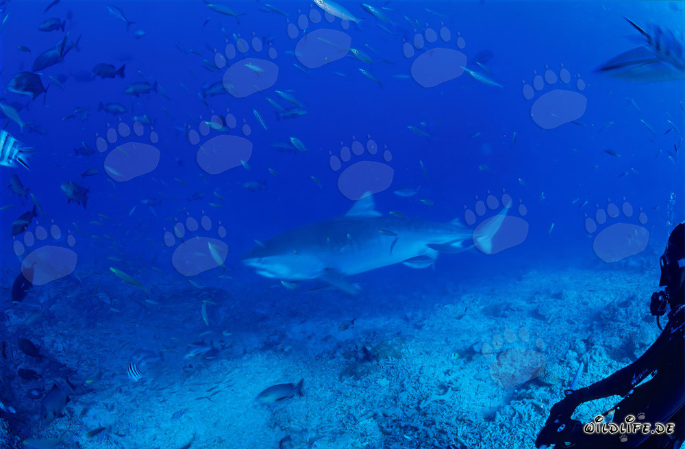 Imposanter Tigerhai im klaren Ozeanwasser vor Beqa Lagoon auf Fiji