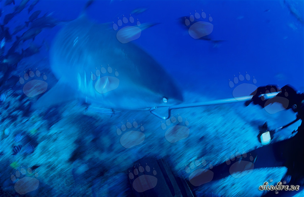 Plongeur repousse un requin tigre