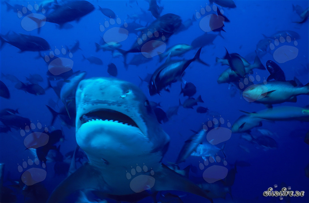 Impressionnant requin-tigre (Galeocerdo cuvier) nage droit vers le spectateur