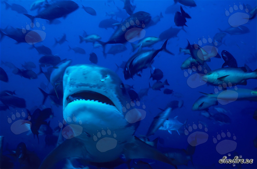 Impressive Tiger Shark (Galeocerdo cuvier) swimming frontally towards the viewer