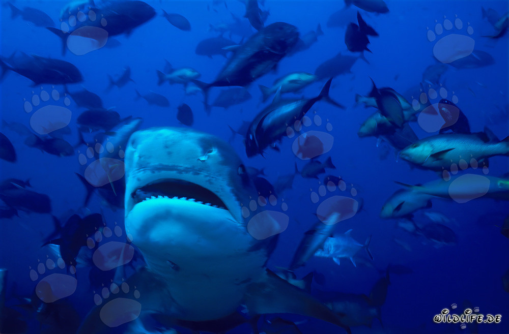 Imposanter Tigerhai (Galeocerdo cuvier) schwimmt frontal auf den Betrachter zu