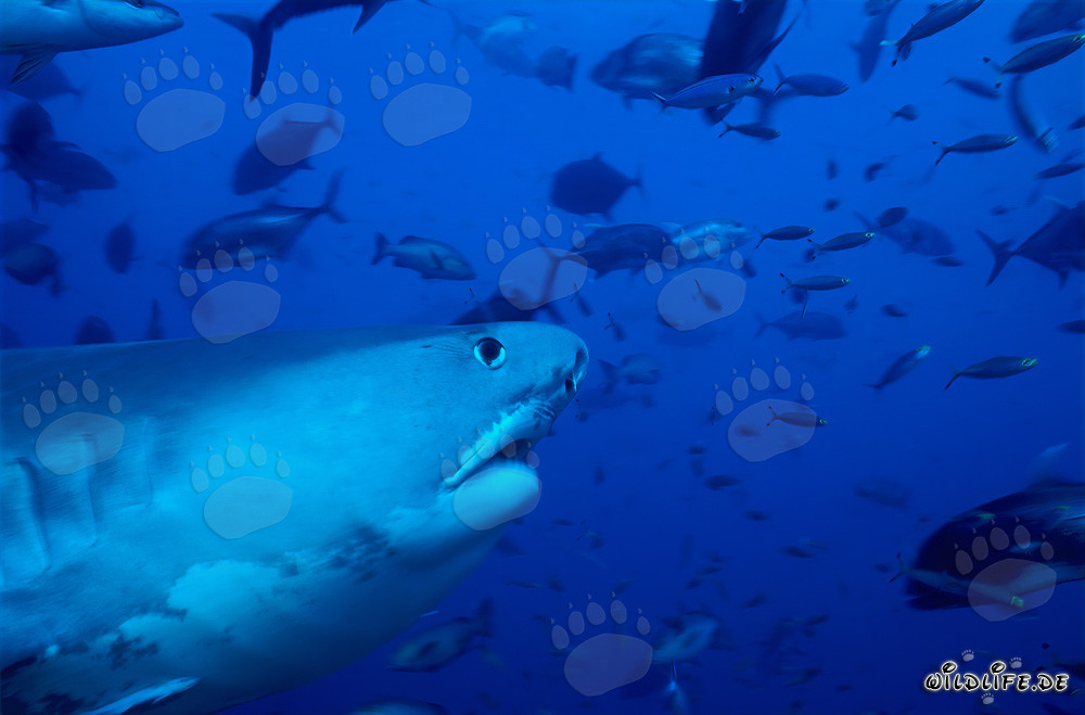 Portrait impressionnant en profil d'un requin-tigre