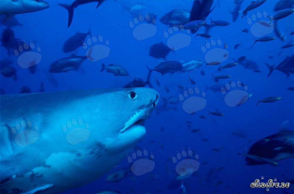 Impressive profile of a Tiger Shark