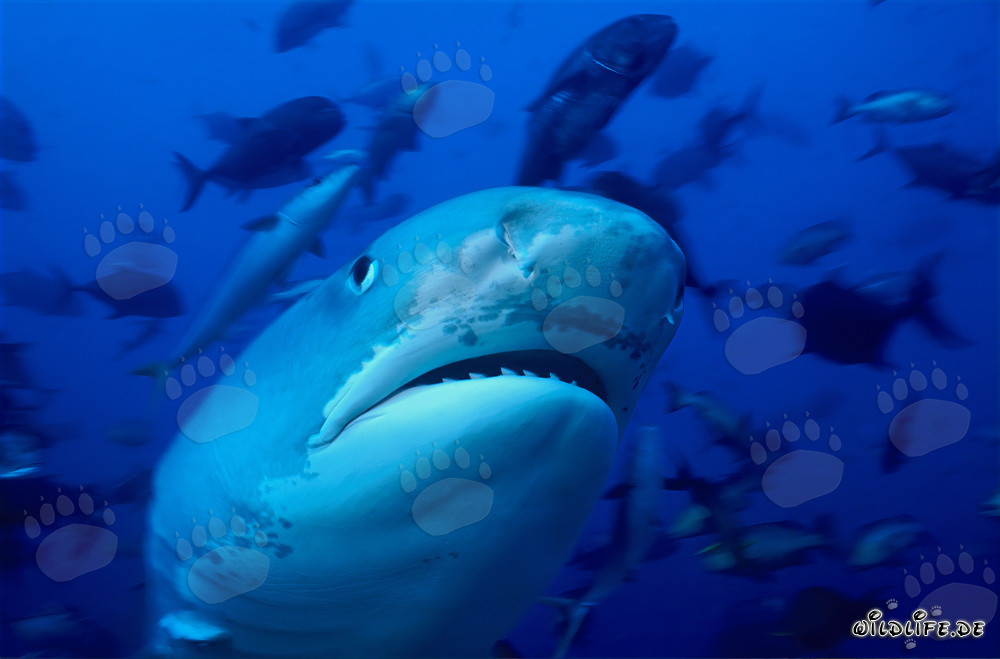Portrait imposant d'un requin-tigre